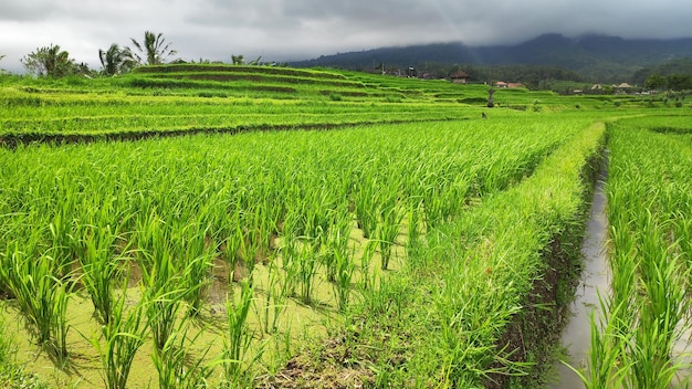Giornata della terrazza del riso Jatiluwih a Ubud Bali