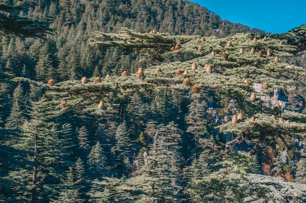 Giornata di montagna in tacchino