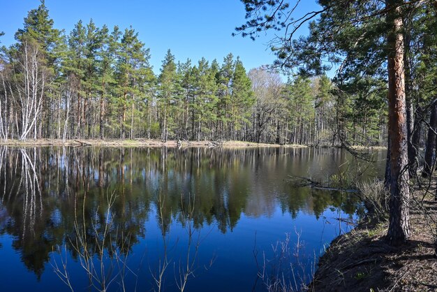 Giornata di primavera sul fiume della foresta