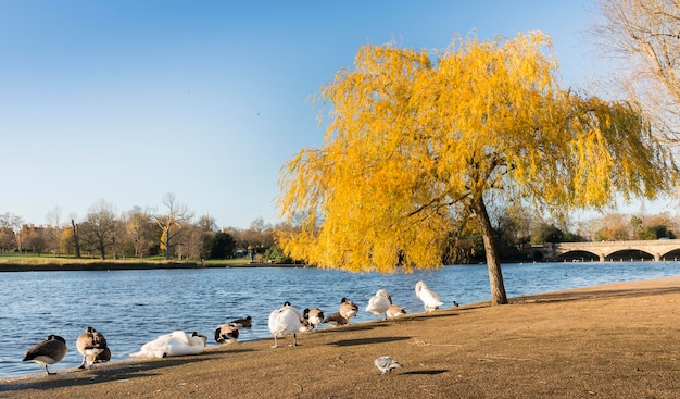 Giornata di sole autunnale ad Hyde Park London