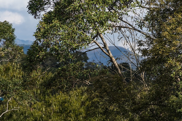 Giornata di sole con alcune nuvole in montagna e sulle colline di Itaipava Vista aerea Messa a fuoco selettiva