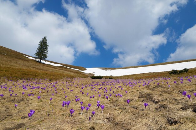 Giornata di sole del paesaggio primaverile. Campo di croco in fiore. I primi fiori di primavera