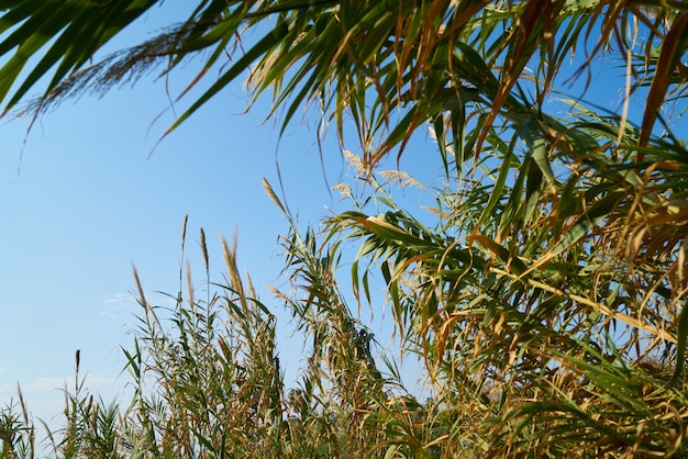 Giornata di sole e piante