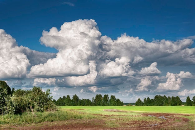 Giornata di sole estivo e un campo di erba verde con nuvole sullo sfondo