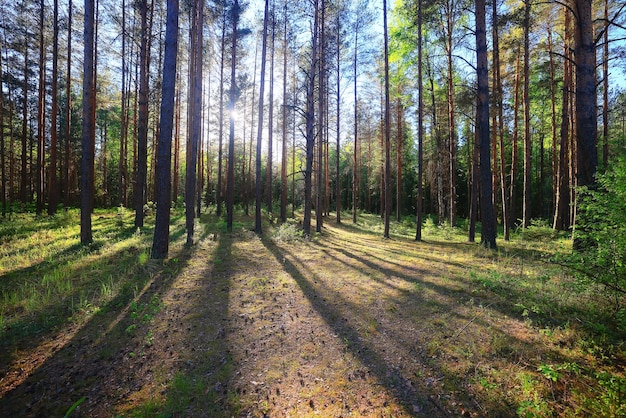 giornata di sole estivo nel parco verde, bellissimo paesaggio sullo sfondo degli alberi