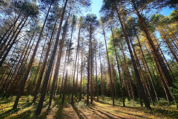 giornata di sole estivo nel parco verde, bellissimo paesaggio sullo sfondo degli alberi