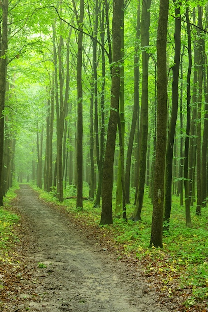 Giornata di sole estivo nella foresta verde