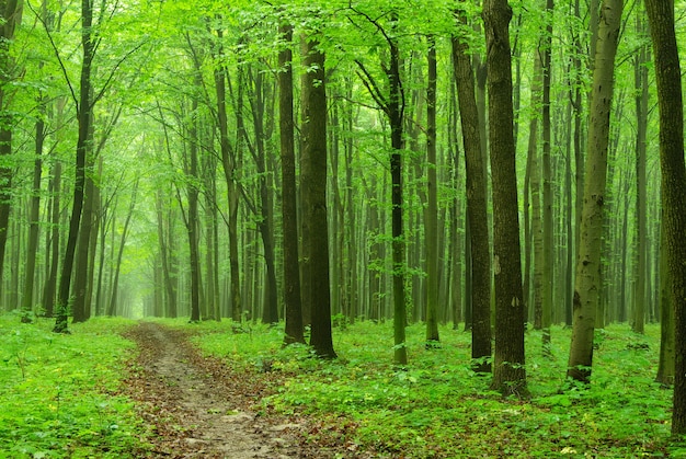 Giornata di sole estivo nella foresta verde