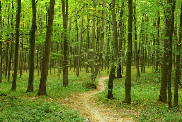 Giornata di sole estivo nella foresta verde