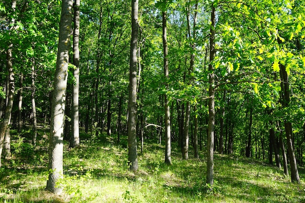 Giornata di sole Foresta verde di primavera