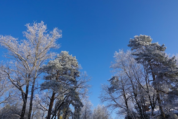 Giornata di sole invernale I rami dell'albero sono ricoperti da una spessa neve bianca Albero congelato contro il cielo blu