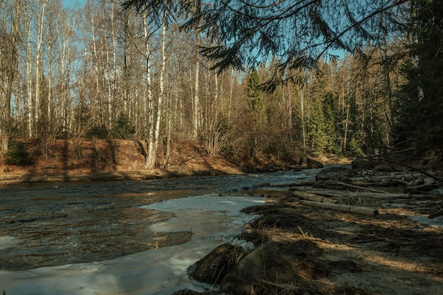 Giornata di sole nella foresta russa