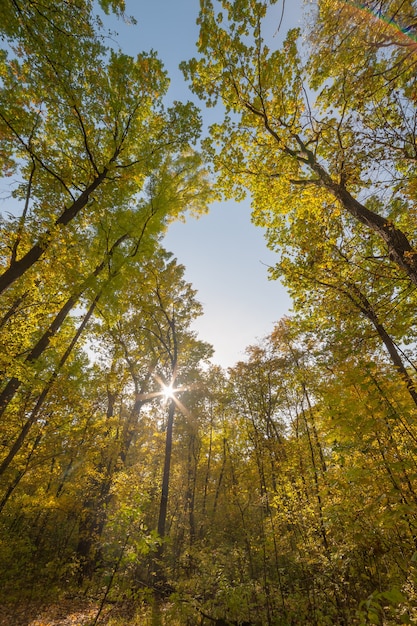 Giornata di sole nella foresta sul paesaggio autunnale