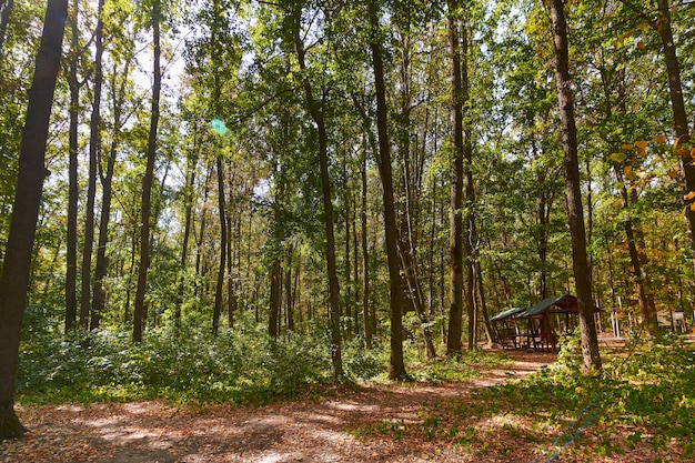 Giornata di sole nella foresta