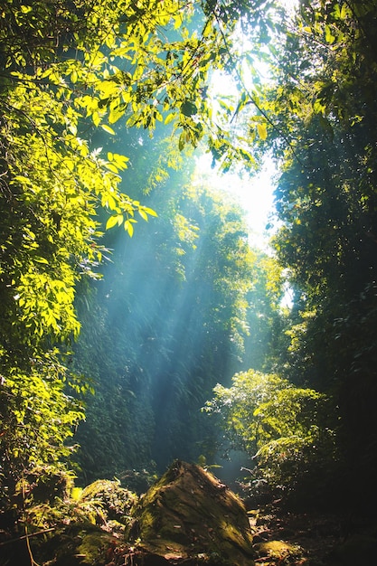 Giornata di sole nella foresta