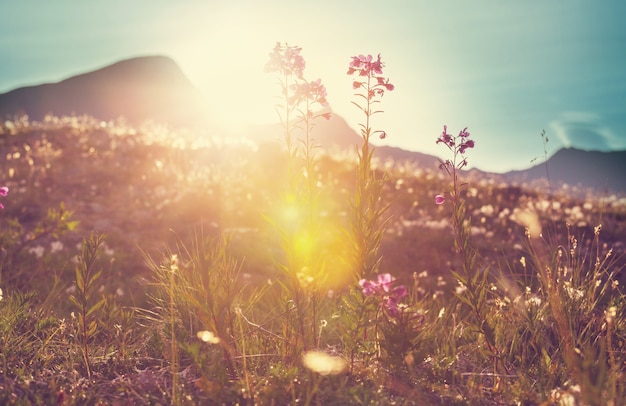 Giornata di sole sul prato dei fiori. Bellissimo sfondo naturale.