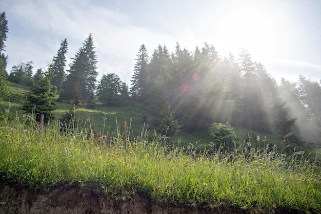 Giornata fantastica con colline fiorite alla calda luce del sole al crepuscolo Scena mattutina drammatica e pittoresca