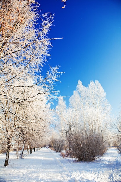 Giornata invernale al parco