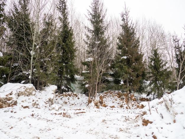 Giornata invernale Alberi sotto la neve Natura in città Ambiente urbano Dopo una nevicata