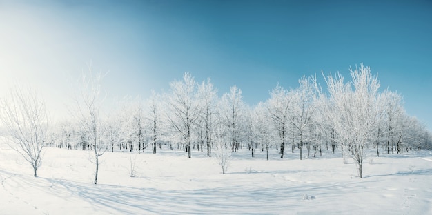 Giornata invernale con cielo blu nel bosco, tutti gli alberi coperti di neve bianca