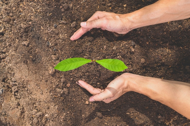 Giornata mondiale dell'ambiente, piantare alberi e amare l'ambiente, amare la natura.