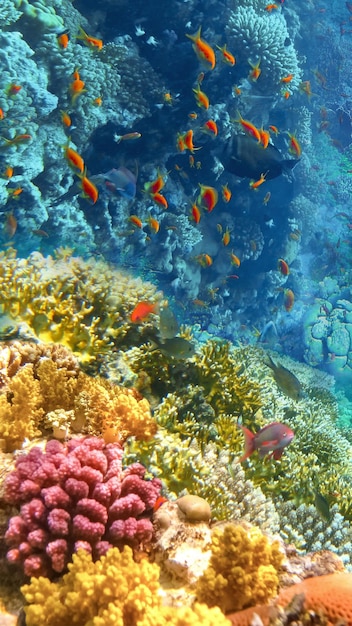 Giornata mondiale delle erbe marine alghe coralli pesci mare 15