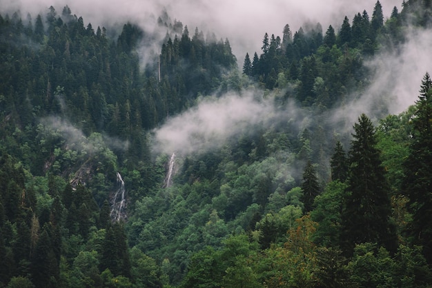 Giornata nebbiosa e piovosa nella foresta di abeti rossi di montagna