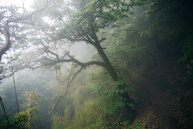 Giornata nebbiosa nella foresta. Gli alberi e la nebbia nella foresta pluviale sembrano misteriosi. Nepal.