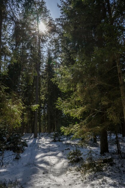 giornata nella foresta all'inizio della primavera con lo scioglimento della neve sul sentiero