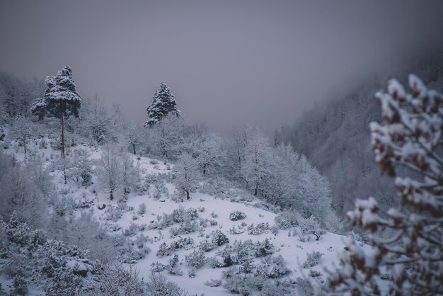 Giornata nevosa e nebbiosa in montagna