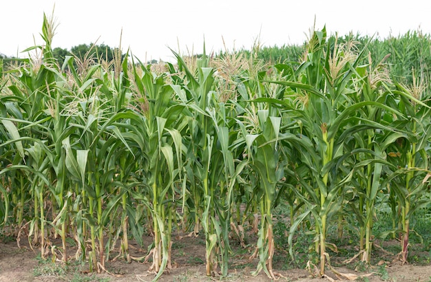 Giorno di estate organico verde del campo di grano