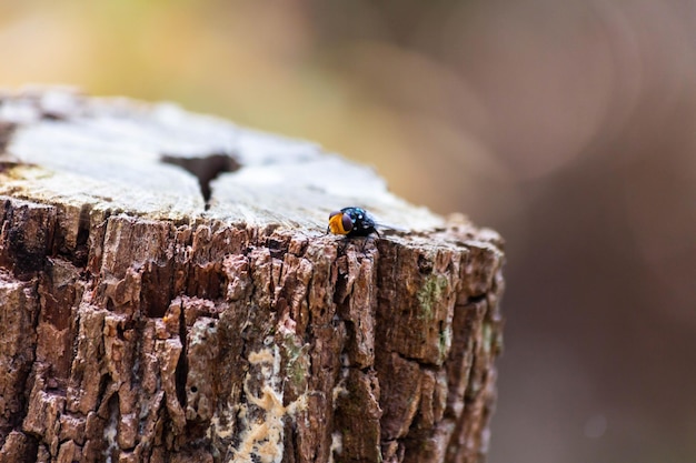 giorno insetto insetto natura pianta selvatica