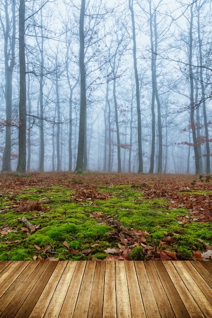 Giorno nebbioso mistico nella foresta di querce