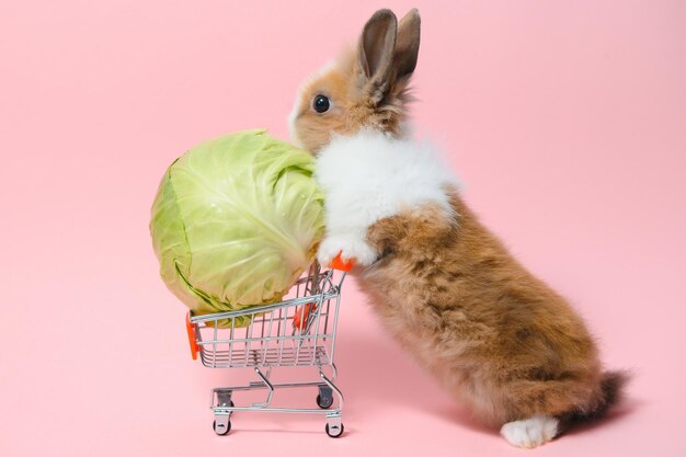 Giovane adorabile coniglietto su sfondo collorato Simpatico coniglietto per Pasqua e negozio online per animali domestici e verdure