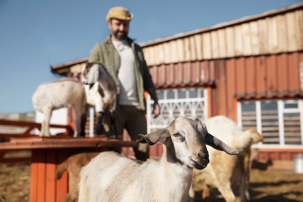 Giovane agricoltore che accarezza le sue capre alla fattoria