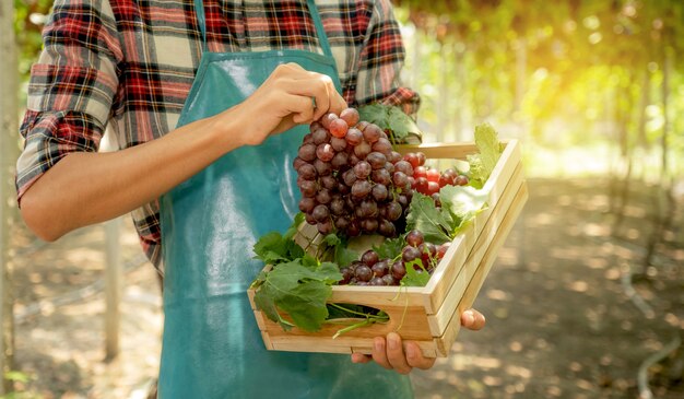 Giovane agricoltore dell'Asia che tiene la mano dell'uva dopo il raccolto della vigna, concetto di frutta sana.