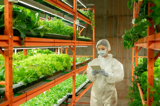 Giovane agronomo femminile in abito bianco, guanti e maschera protettiva che cammina lungo il corridoio verticale della fattoria e utilizza il tablet durante l'analisi della crescita delle piante