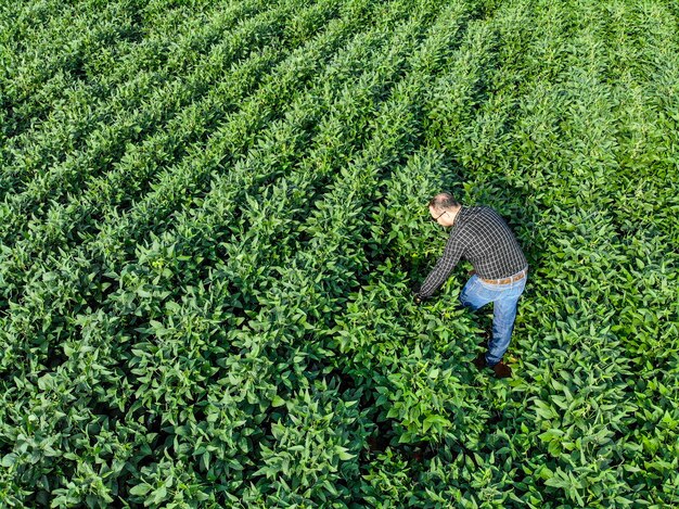 Giovane agronomo nel campo della soia