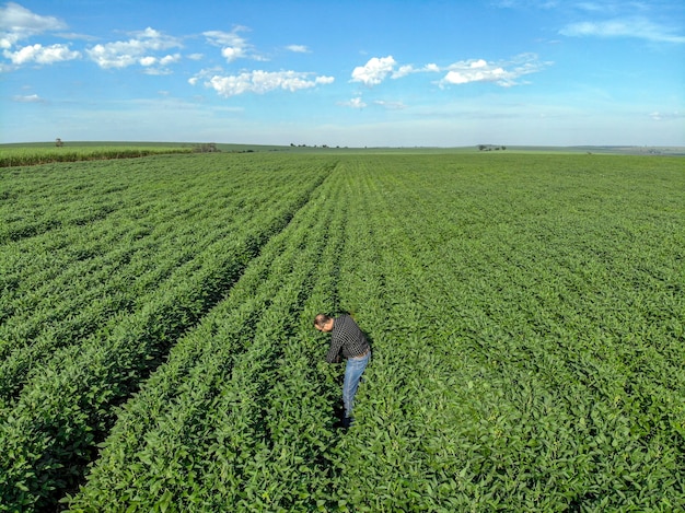 Giovane agronomo nel campo della soia