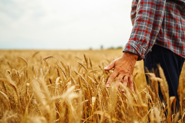 Giovane agronomo nel campo di grano Contadino nel cappello di paglia in piedi in un campo di grano Coltivazione di cereali