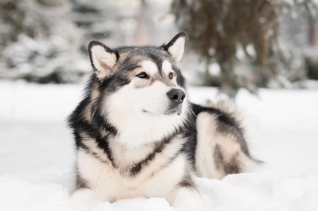 giovane alaskan malamute che giace nella neve. Inverno del cane.