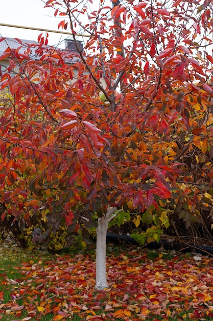 Giovane albero da giardino con tronco imbiancato e foglie autunnali colorate foglie cadute sul prato verde nel parco