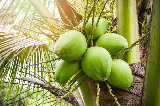 Giovane albero di cocco / frutta tropicale fresca dell&#39;albero di palma verde del cocco sulla pianta nella frutta del giardino