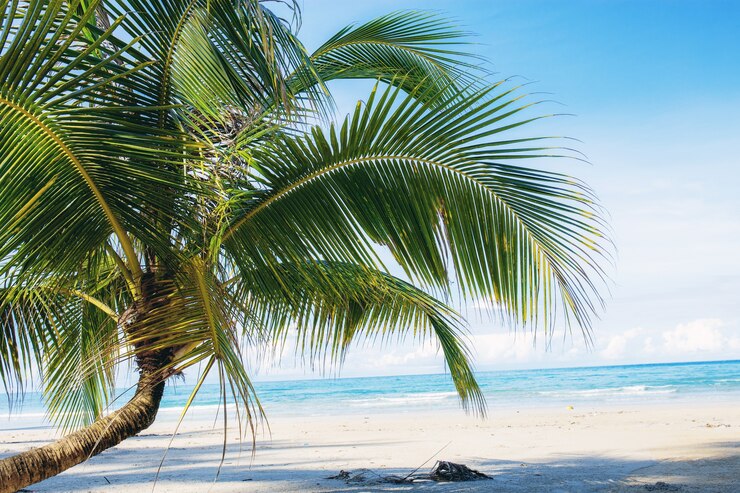 Giovane albero di cocco sulla spiaggia.
