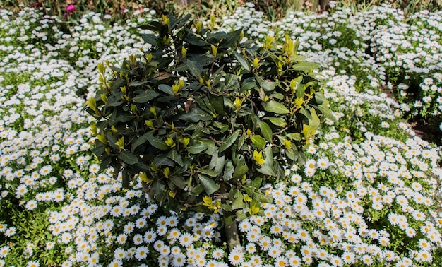 Giovane albero in fiori di sfondo di margherite bianche in aiuola