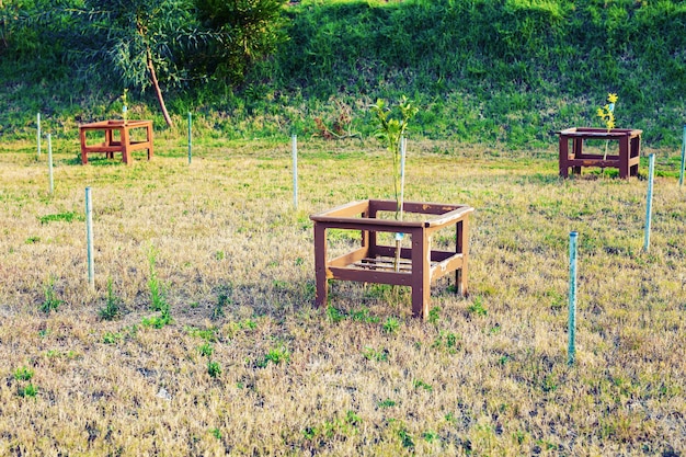 Giovane albero in gabbia di protezione in un campo in campagna.