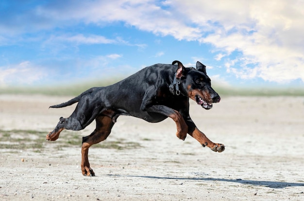 Giovane allenamento di dobermann pinscher per la protezione nella natura