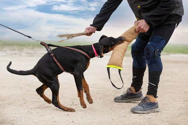 Giovane allenamento di dobermann pinscher per la protezione nella natura