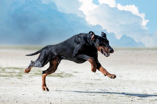 Giovane allenamento di dobermann pinscher per la protezione nella natura