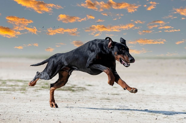 Giovane allenamento di dobermann pinscher per la protezione nella natura